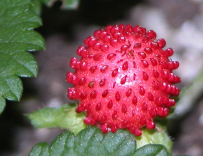fragaria_indica2.jpg