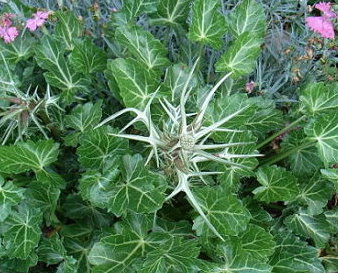 Edeldistel.JPG
