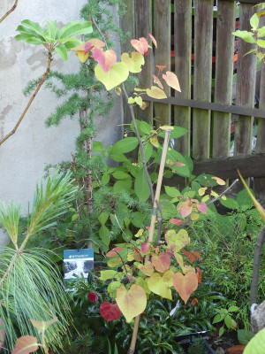 2023-07-06 Cercis 'Eternal Flame'.jpg