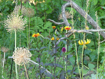 2023-07-06 Heliopsis helianthoides 'Burning Hearts' 1.jpg
