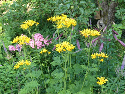 2023-07-06 Ligularia 1.jpg
