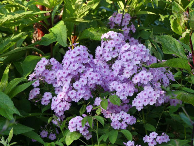 2023-07-06 Phlox 'Henki' 1.jpg
