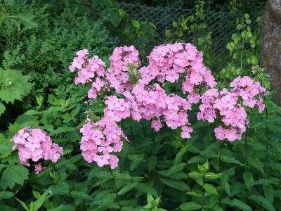 2023-07-06 Phlox 'Bornimer Nachsommer' 1.jpg