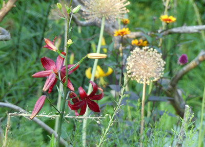 2023-07-06  Lilium 'Red Velvet' 3.jpg