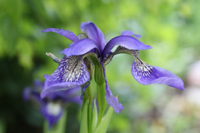 Iris_Bhutan_1_Groenveranderung.JPG