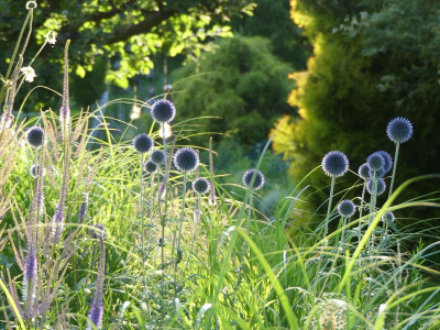 2023-07-06 Gartenimpressionen 1 Echinops.jpg