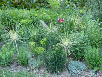 2023-07-06 Allium 'Arctic Snow'.jpg