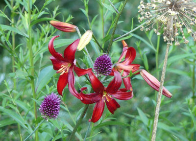 2023-07-06  Lilium 'Red Velvet' 2.jpg