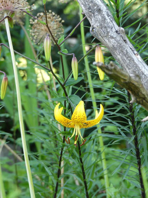 2023-07-06  Lilium leichtlinii 1.jpg