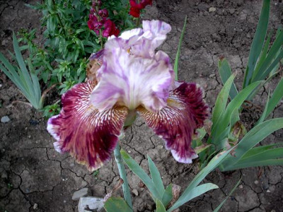 Irisbluete2008_362.jpg