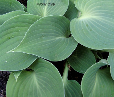 Pewterware_02-08F.JPG
