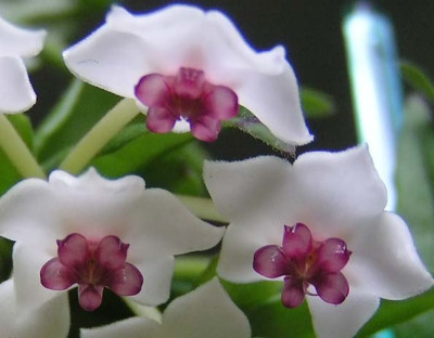 hoya_bella_detail_051104.jpg