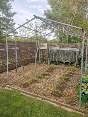 Tomate Mulchpflanzung 20230430.jpeg