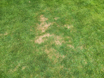 Dry Patch.jpeg