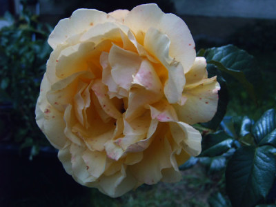 Amber_Queen_15.06.08.jpg