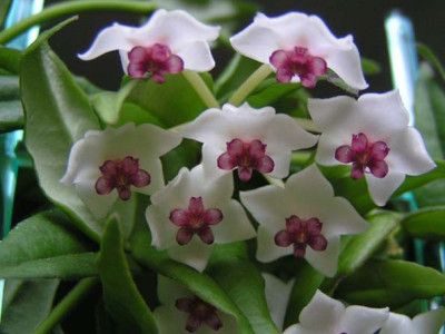 hoya_bella_dolde.jpg