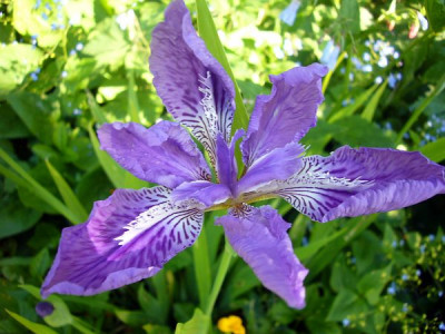 Iris_tectorumP1040663.jpg