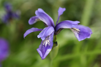 Iris_Bhutan_2_Groenveranderung.JPG