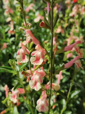 Salvia Belle de Loire.jpg