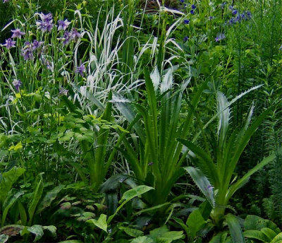 agavendisteln-140608.jpg