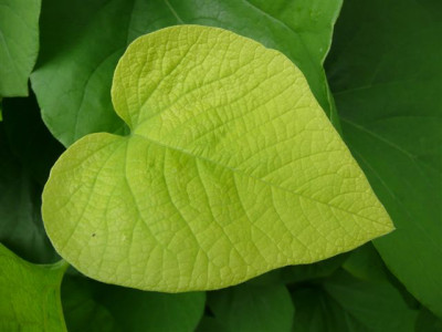 Pfeifenwinde_Aristolochia_macrophylla.15.06.2008.JPG