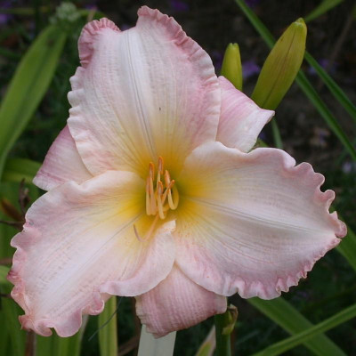 Susan Weber#001.jpg
