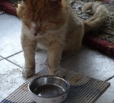 garfield15.jpg