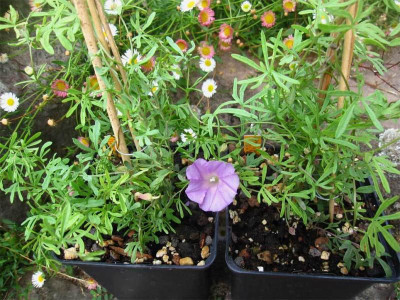Ipomoea-plummerae-1.jpg