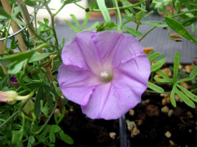 Ipomoea-plummerae-2.jpg