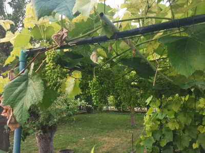 Trauben Pergola.jpeg