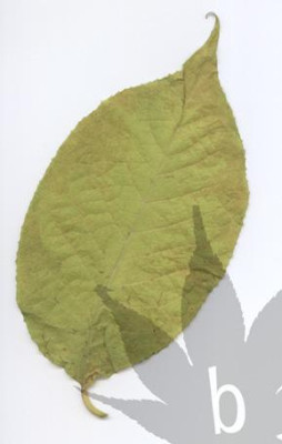 pterostyrax_hispida_blatt_0.jpg