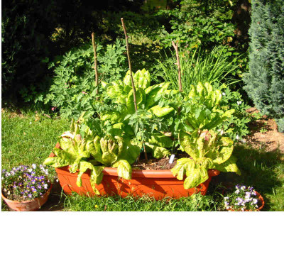 Gemusegarten_06.08_7.jpg