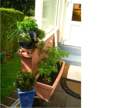 Gemusegarten_06.08_8.jpg
