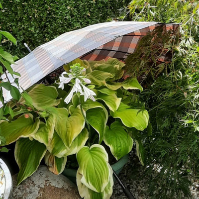 Hosta mit Schirm.jpg