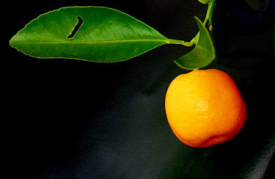 orangen.jpg