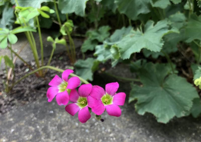 IMG_2006.jpeg