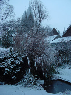 miscanthus_jan_03.jpg