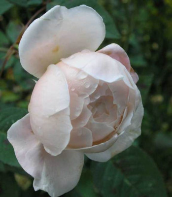 St_Cecilia_9_11.jpg