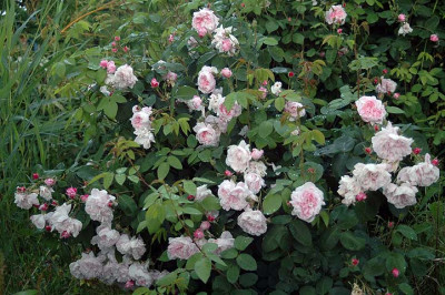 Fantinlatour3545.jpg