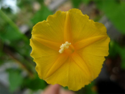 Ipomoea-hederifolia-v.lutea 2.jpg