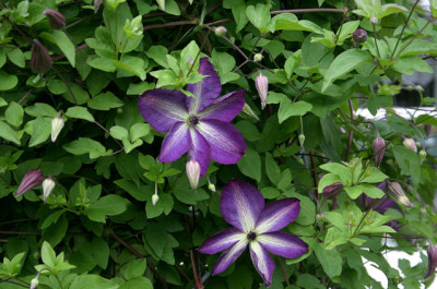 Cl.vit.Venosa_Violacea0307a.jpg