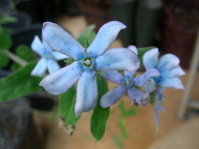 Tweedia caerulea DSCN9475.JPG