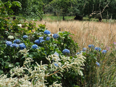blaue Hortensien b P7040007.JPG