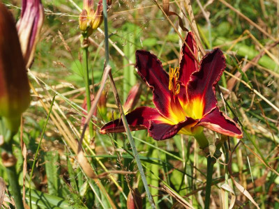 Sachsen Samtkleid P7080035.JPG