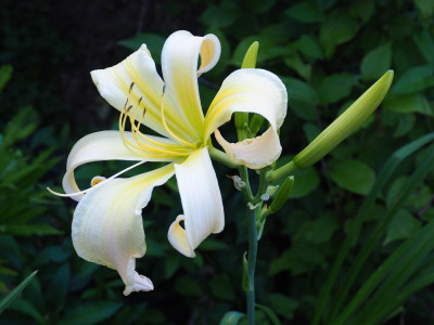 Noorland P7070015.JPG
