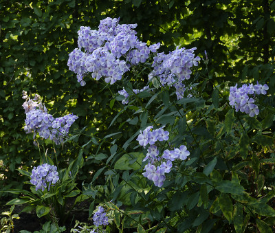 DSC_7792_DxO.jpg