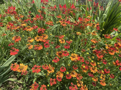 Helenium Moerheim Beauty.jpg