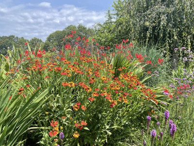 Garten Juli 2023.jpg