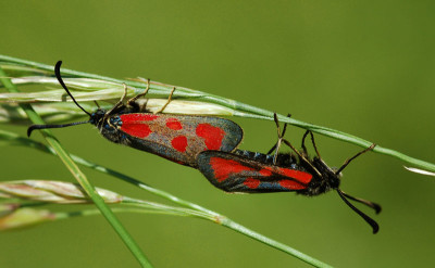 Widderchen-Breite80.jpg