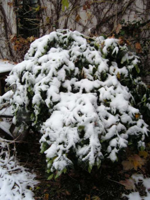 Orangenbaum_im_Schnee.jpg